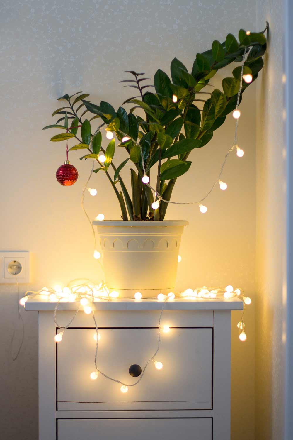 Home Plant Decoration with Christmas Lights