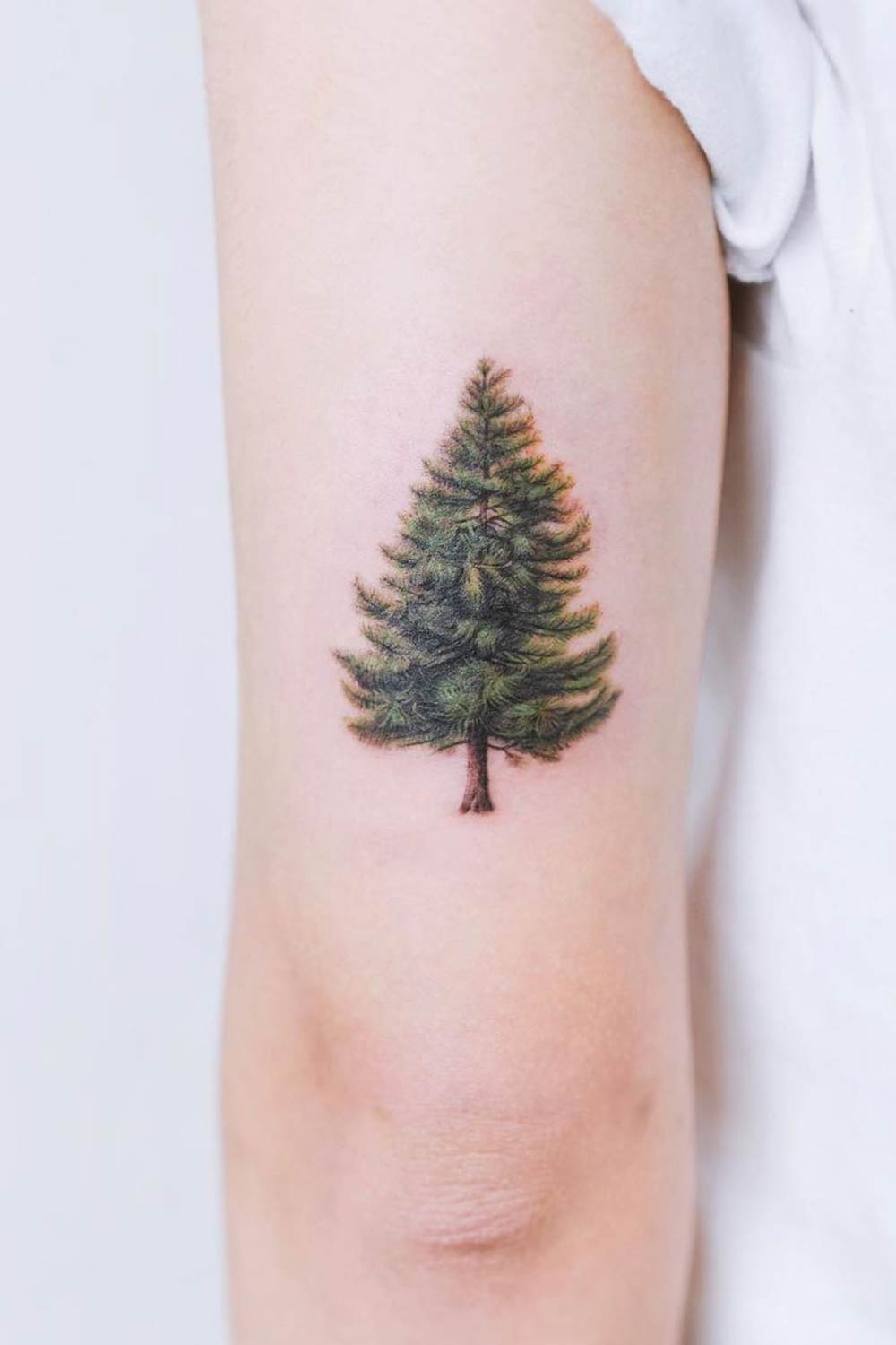 Spuce Tree Tattoo Design