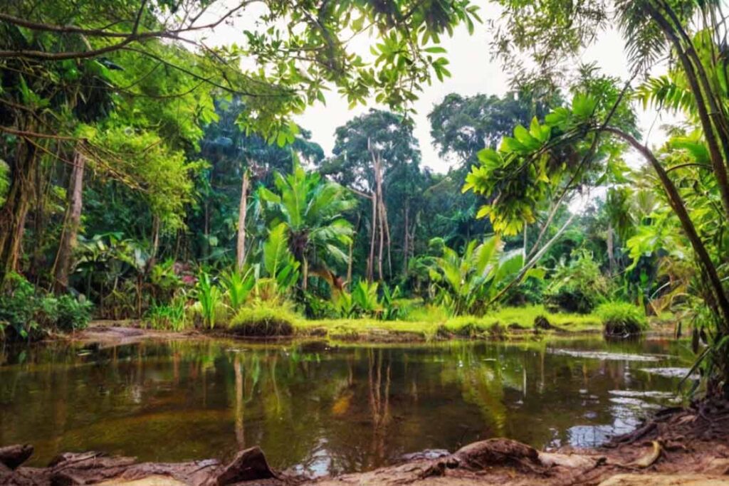 What country is home to the Amazon Rainforest?