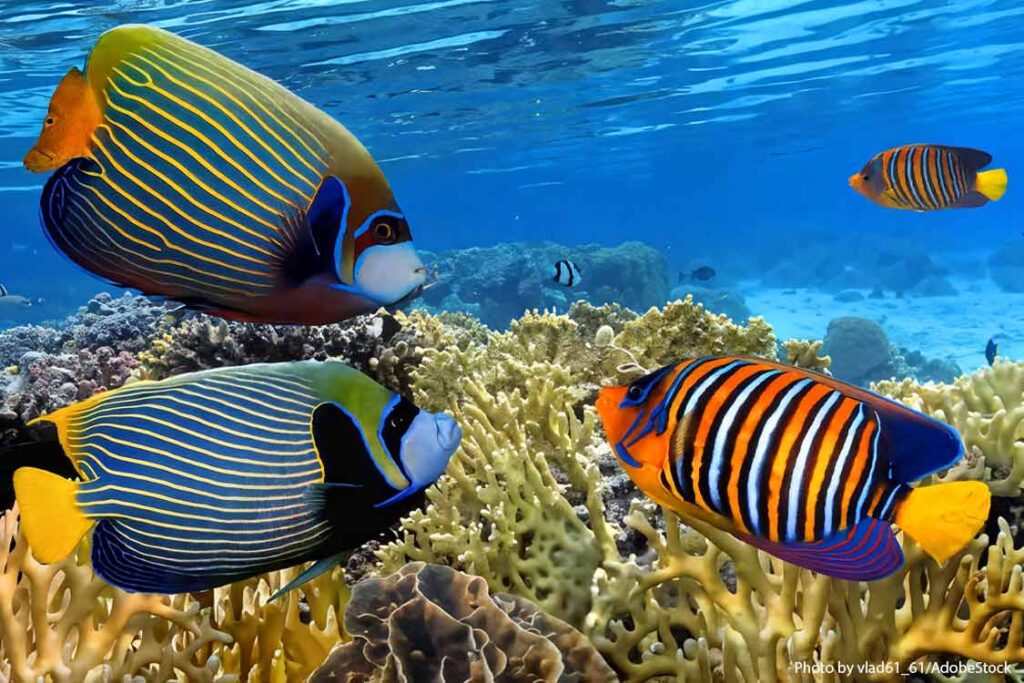 Which country is home to the Great Barrier Reef?